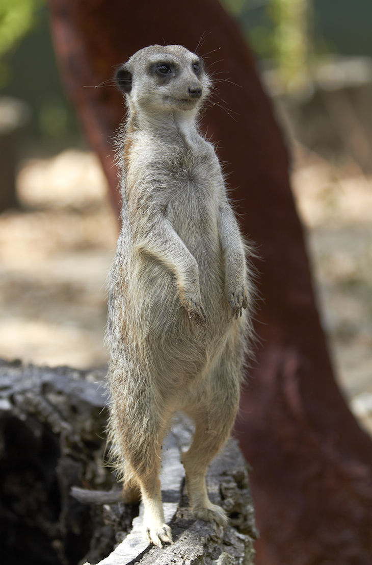 Suricata no Monte Selvagem