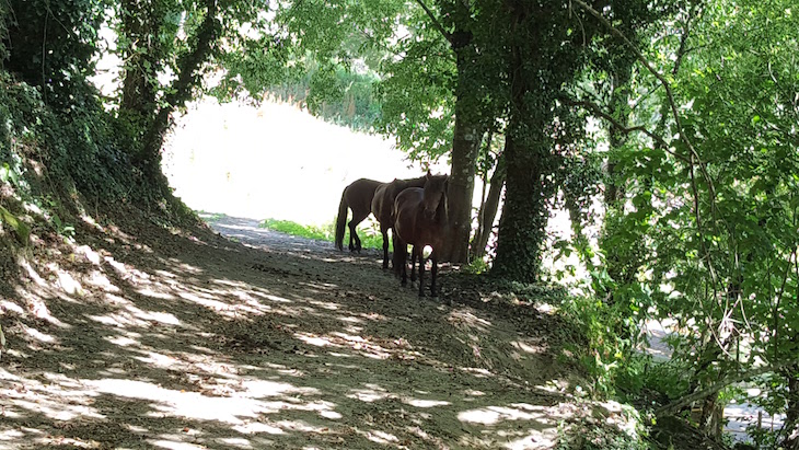 Cavalos da Quinta da Bouça © Viaje Comigo