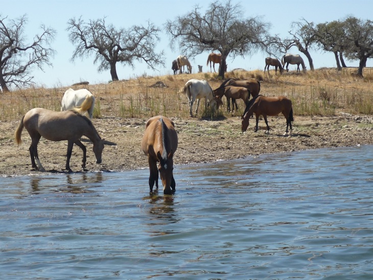 Herdade das Alcarias em Reguengos de Monsaraz