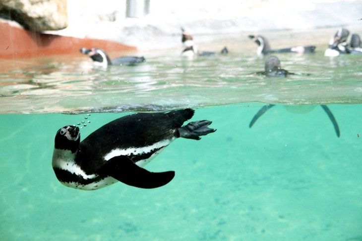 Alimentação dos pinguins - Zoo Santo Inácio