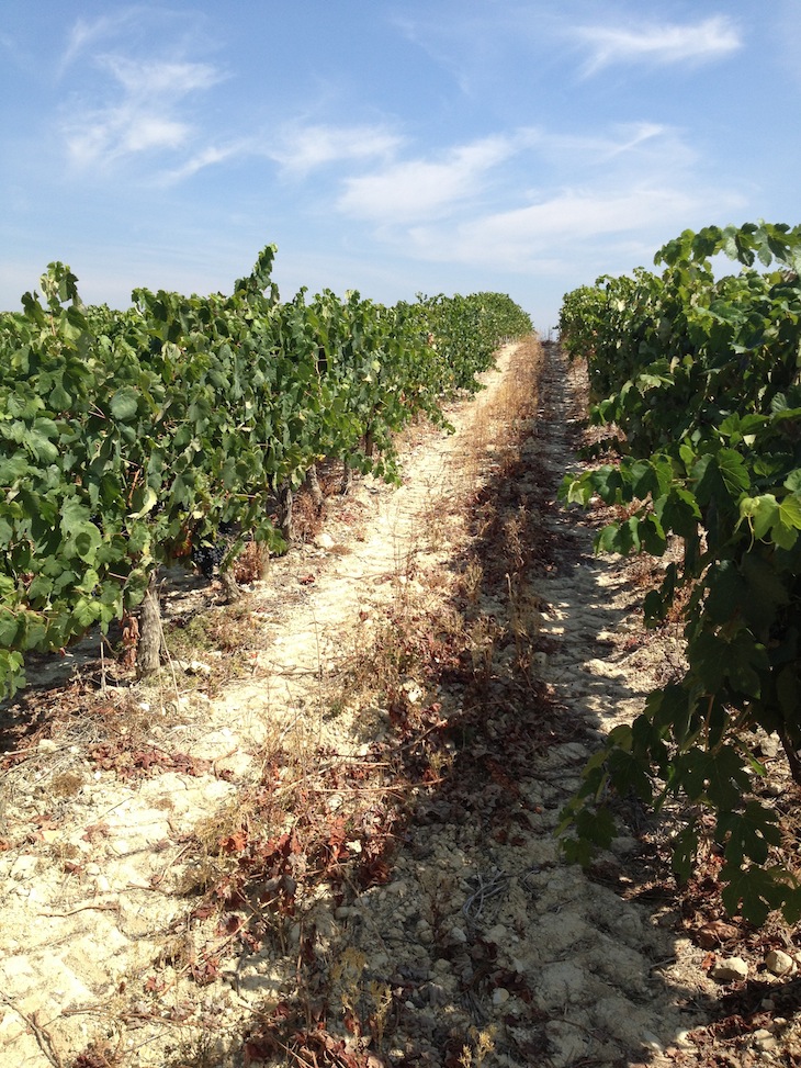 Vinhos da Bairrada