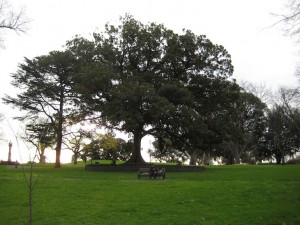 Albert Park - Melbourne