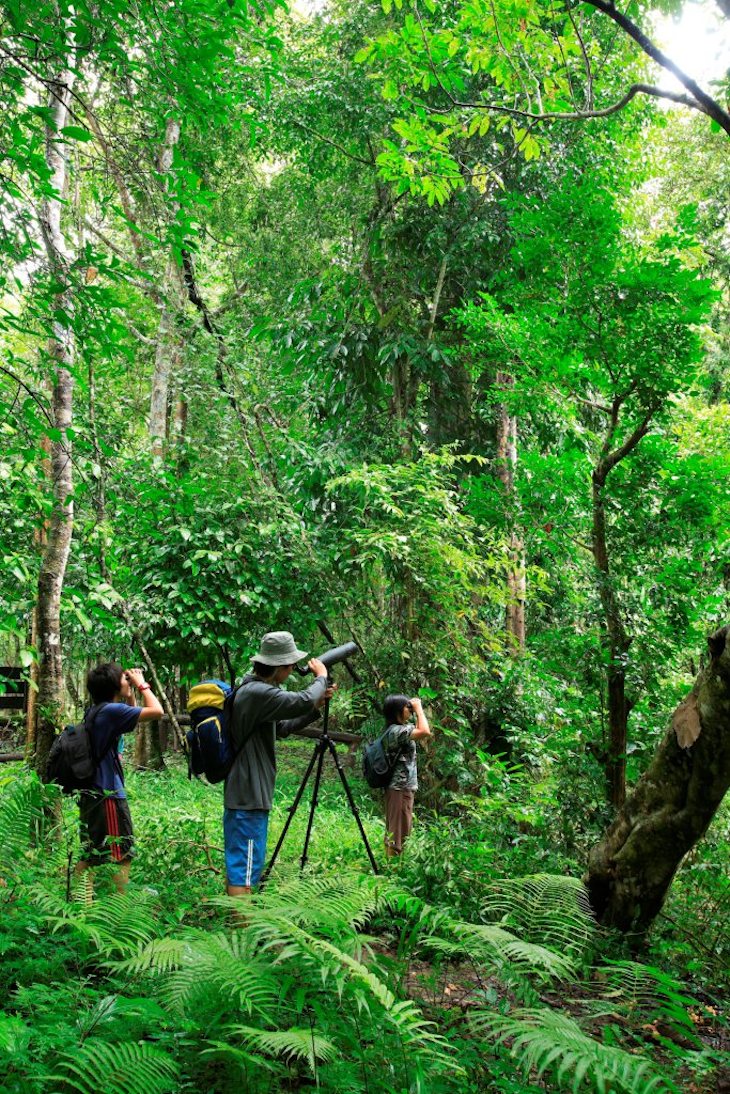 Observação de pássaros na Reserva Umphang Wildlife em Tak