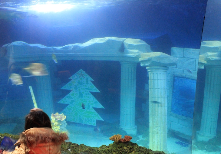 Árvore de Natal no Sea Life Porto