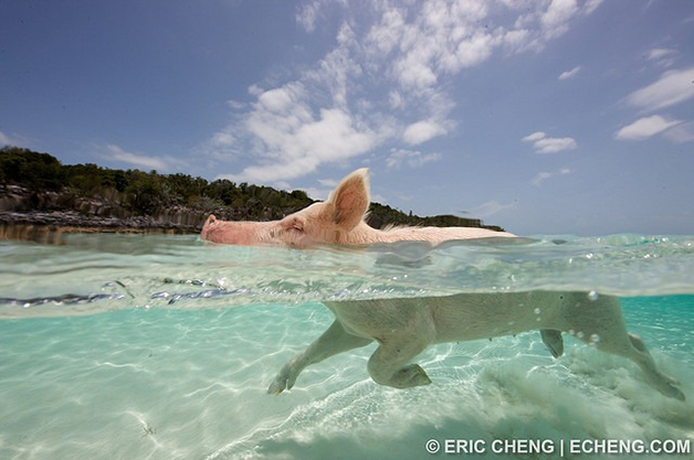 A ilha dos porcos nadadores nas Bahamas