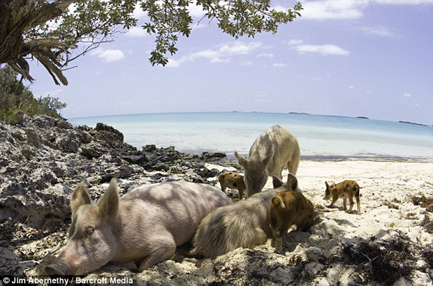 A ilha dos porcos nadadores nas Bahamas