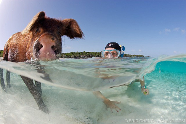 A ilha dos porcos nadadores nas Bahamas