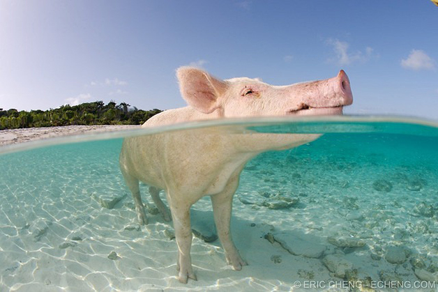 A ilha dos porcos nadadores nas Bahamas