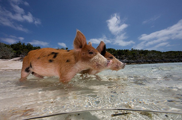 Pig Island