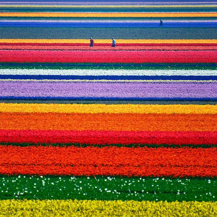 Campos de Tulipas, na Holanda