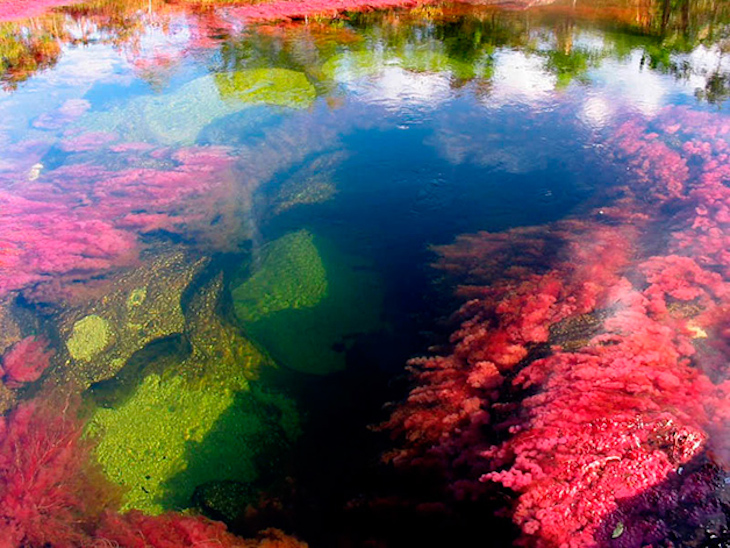 Rio Caño Cristales, na Colômbia