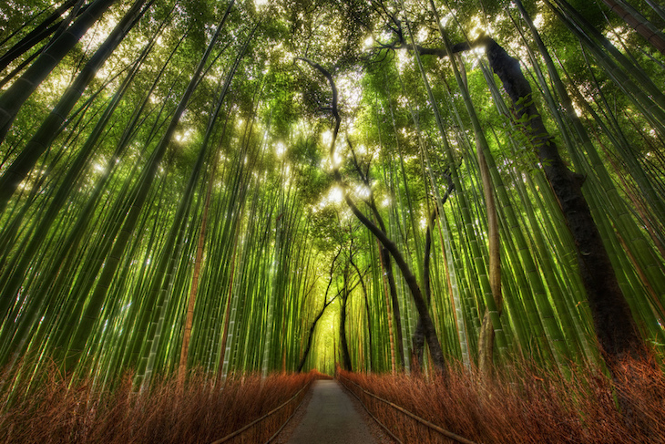 Floresta de bambus, no Japão_DR