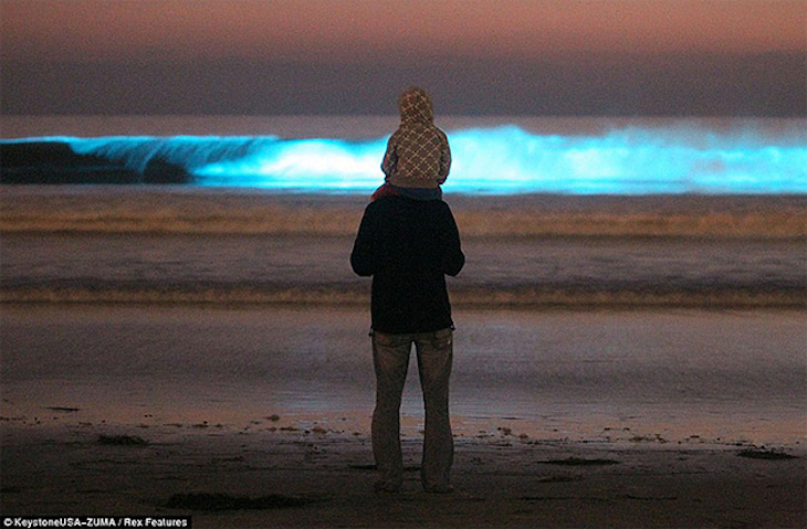 California bioluminescência