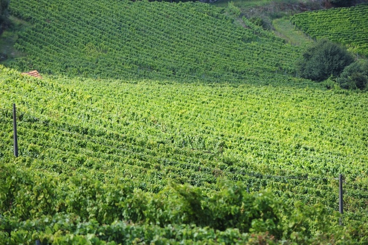 Rota dos Vinhos Verdes