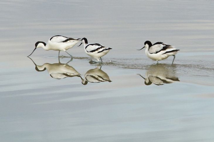 Espaço de Visitação e Observação de Aves