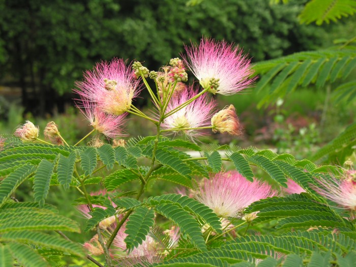 Parque Botânico Arbutus do Demo, Vila Nova de Paiva