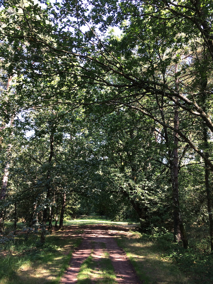 Floresta de Brocéliande