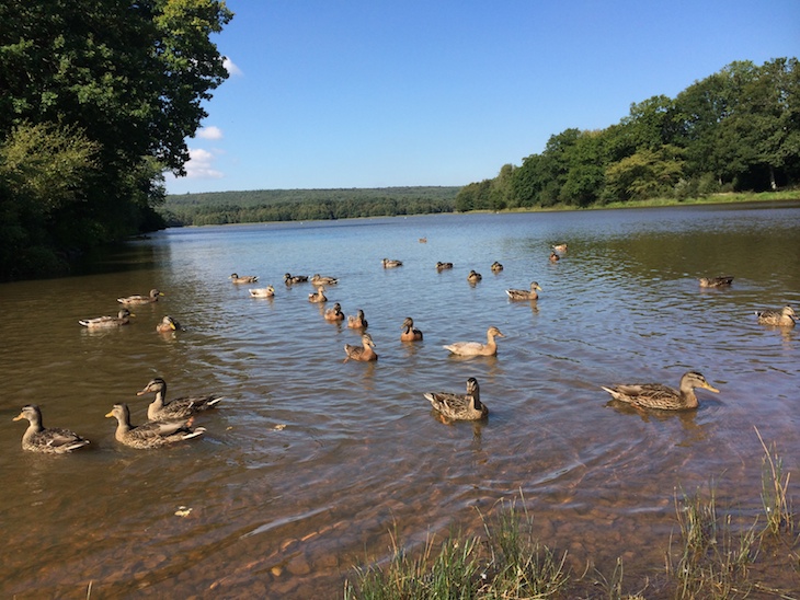 Floresta de Brocéliande, Paimpont