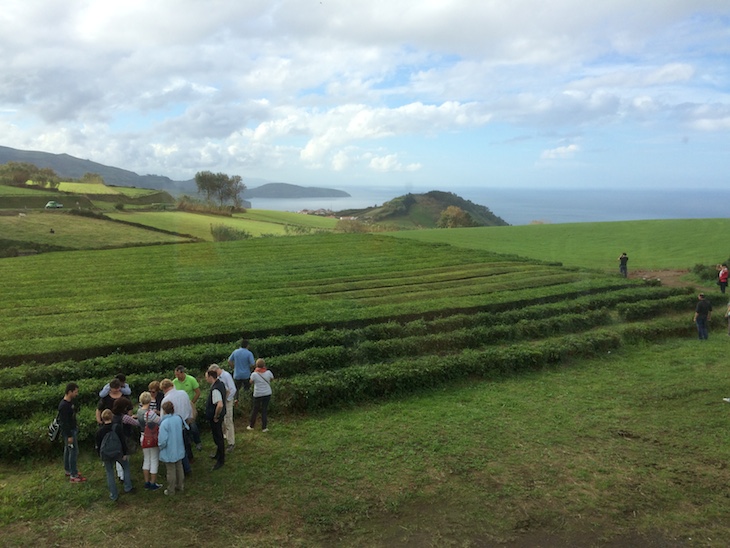 Campos de Chá Gorreana - Ilha de São Miguel - Açores © Viaje Comigo 