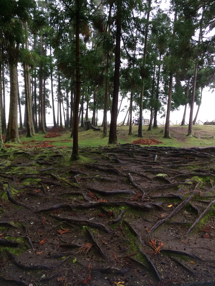 Junto da Lagoa das Furnas, São Miguel, Açores