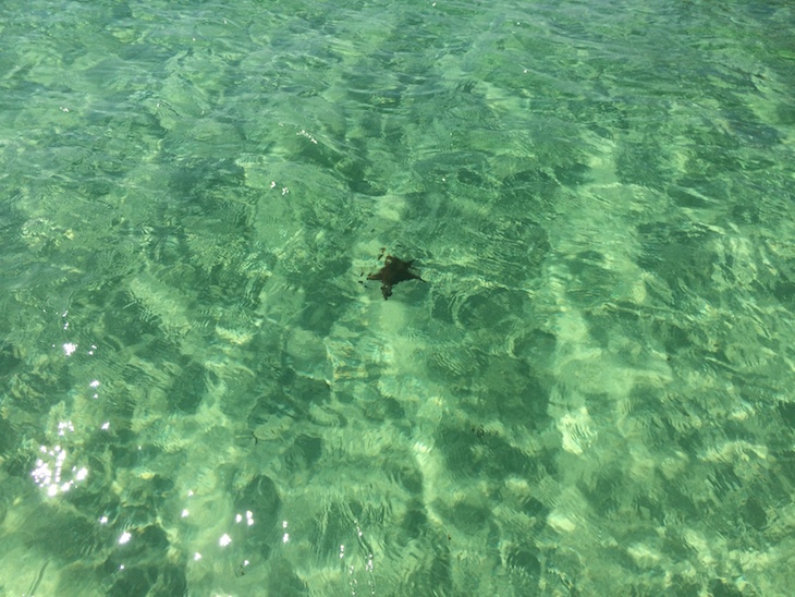 Uma estrela do mar nas piscinas naturais