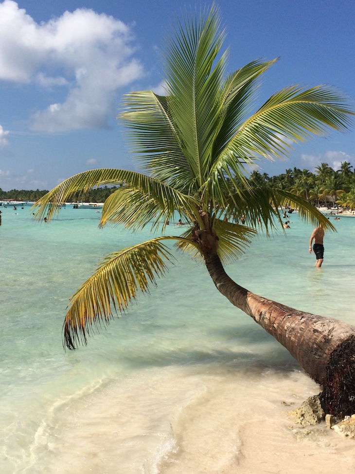 A famosa palmeira da Ilha Saona, República Dominicana © Viaje Comigo