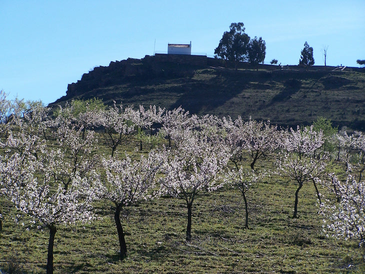 Amendoeiras em Flor