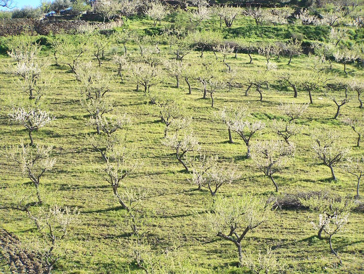 Amendoeiras em Vila Nova de Foz Côa © Viaje Comigo