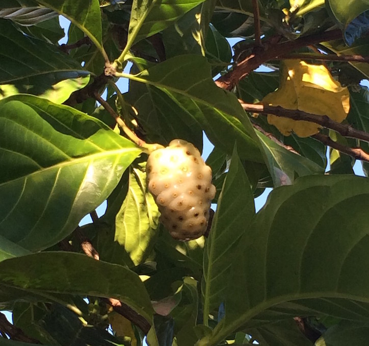 Noni - árvore com fruto que parece alienígena - no Gran Bahía Príncipe Cayo Levantado
