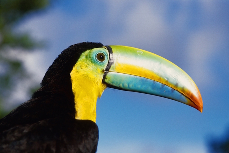 Tucano, Panamá