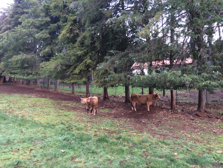 Vacas no Parque Biológico de Vinhais