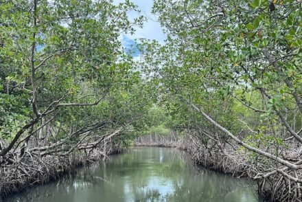 Parque Nacional Lo Haitises - Republica Dominicana © Viaje Comigo