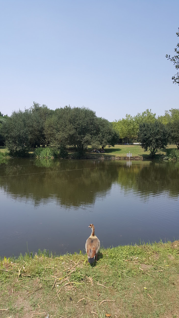 Parque da Cidade do Porto © Viaje Comigo