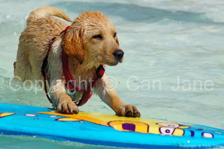 Aqua Park Canino Can Janè © Direitos Reservados
