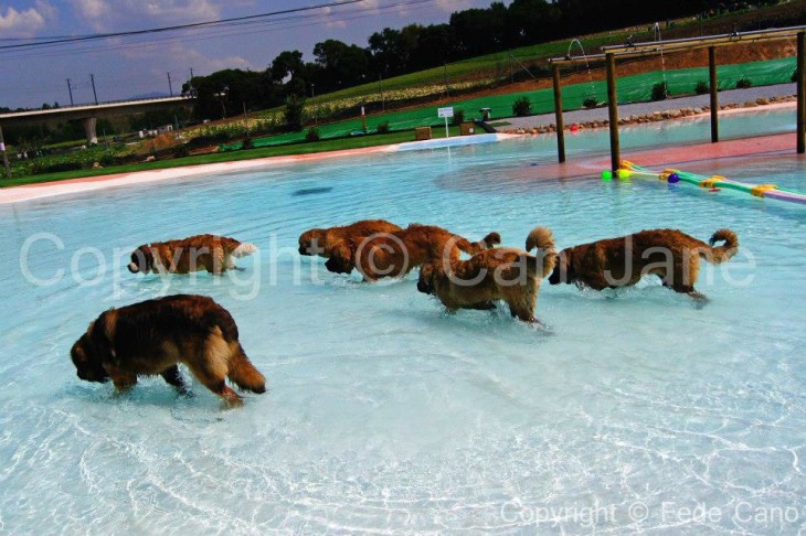 Aqua Park Canino Can Janè © Direitos Reservados