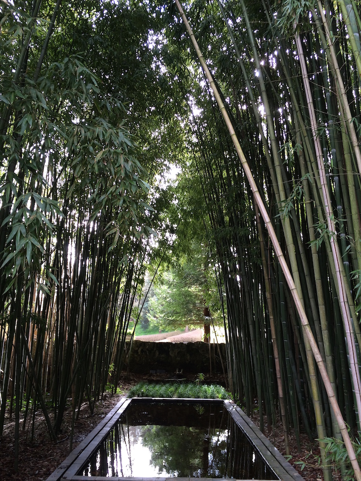 Bambus na Quinta das Lágrimas, Coimbra