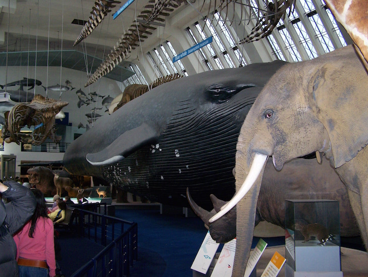 Museu de História Natural de Londres © Viaje Comigo