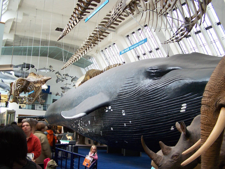 Museu de História Natural de Londres © Viaje Comigo