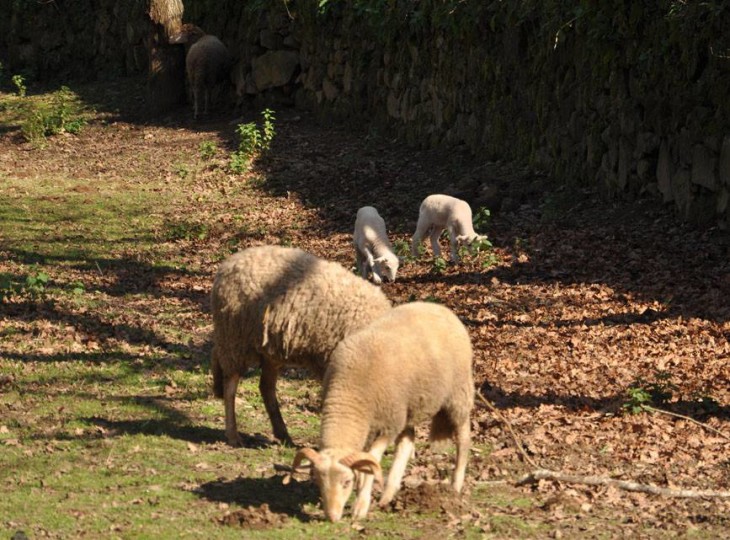 ©Parque Biológico de Gaia