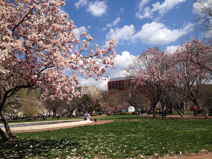 Primavera em Washington DC © Direitos Reservados