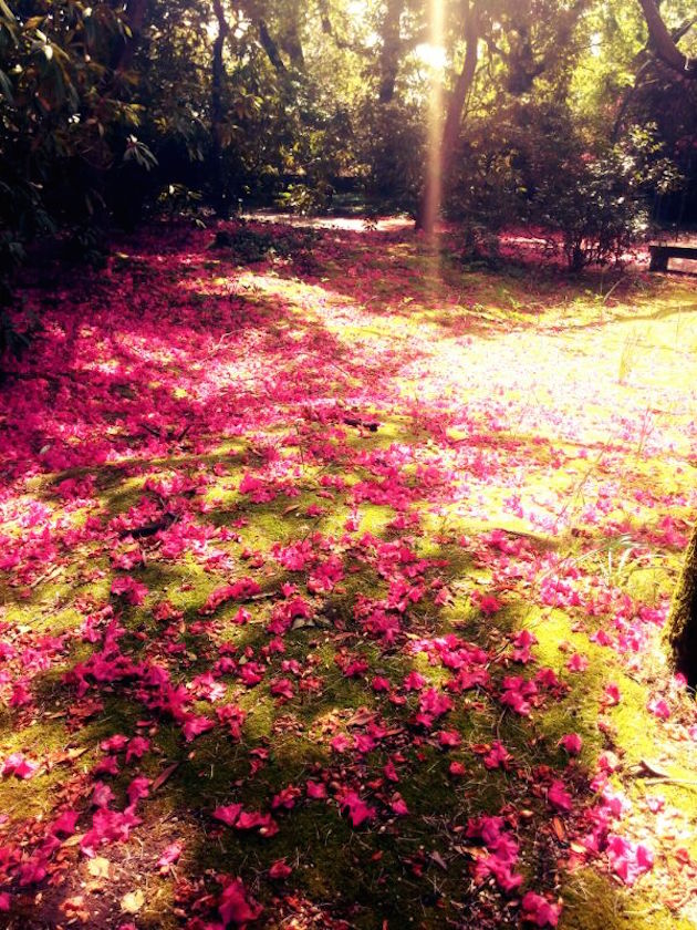 Serralves Jardins