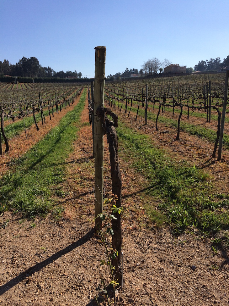 Vinhas da Quinta da Lixa