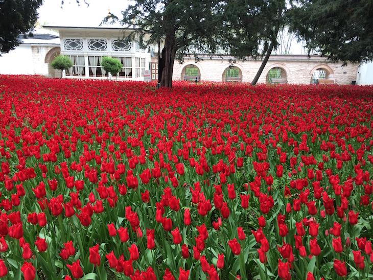 Tulipas no Palácio de Topkapi - Istambul - Turquia ©Viaje Comigo