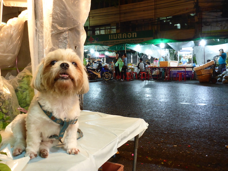 Cão no Mercado das Flores, Banguecoque © Viaje Comigo