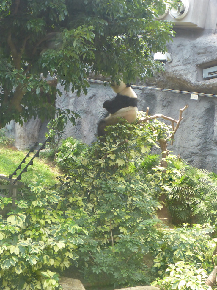 Pavilhão do Panda Gigante de Macau © Viaje Comigo