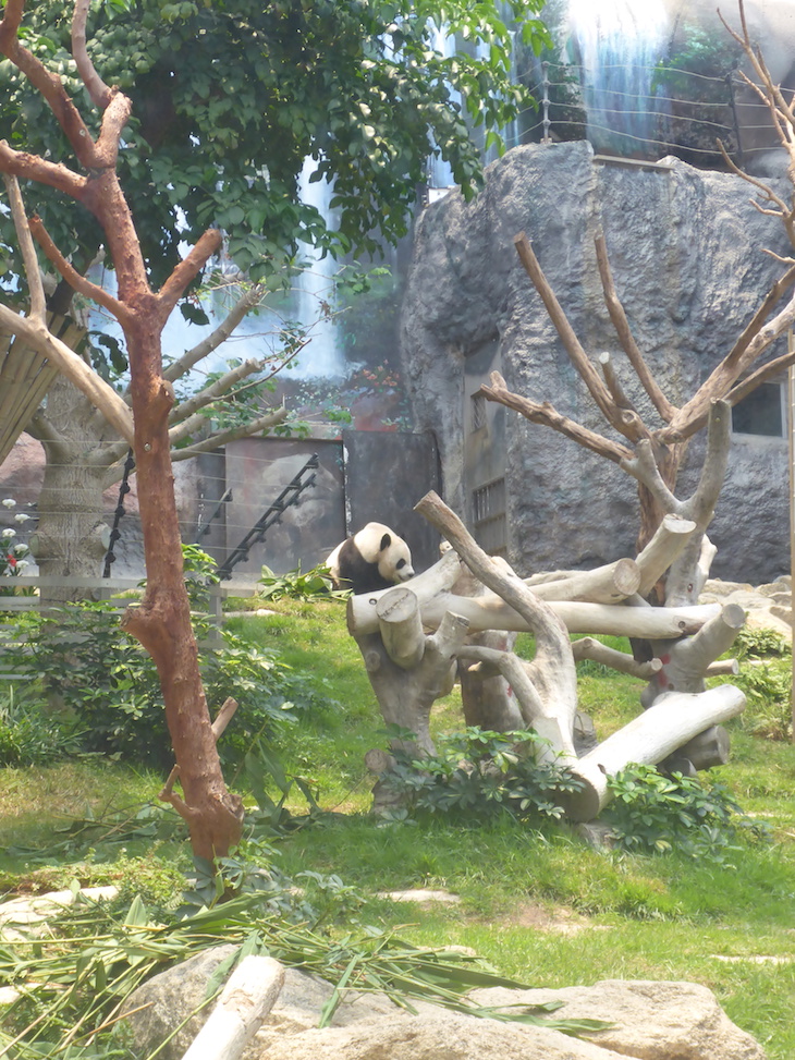 Pavilhão do Panda Gigante de Macau © Viaje Comigo