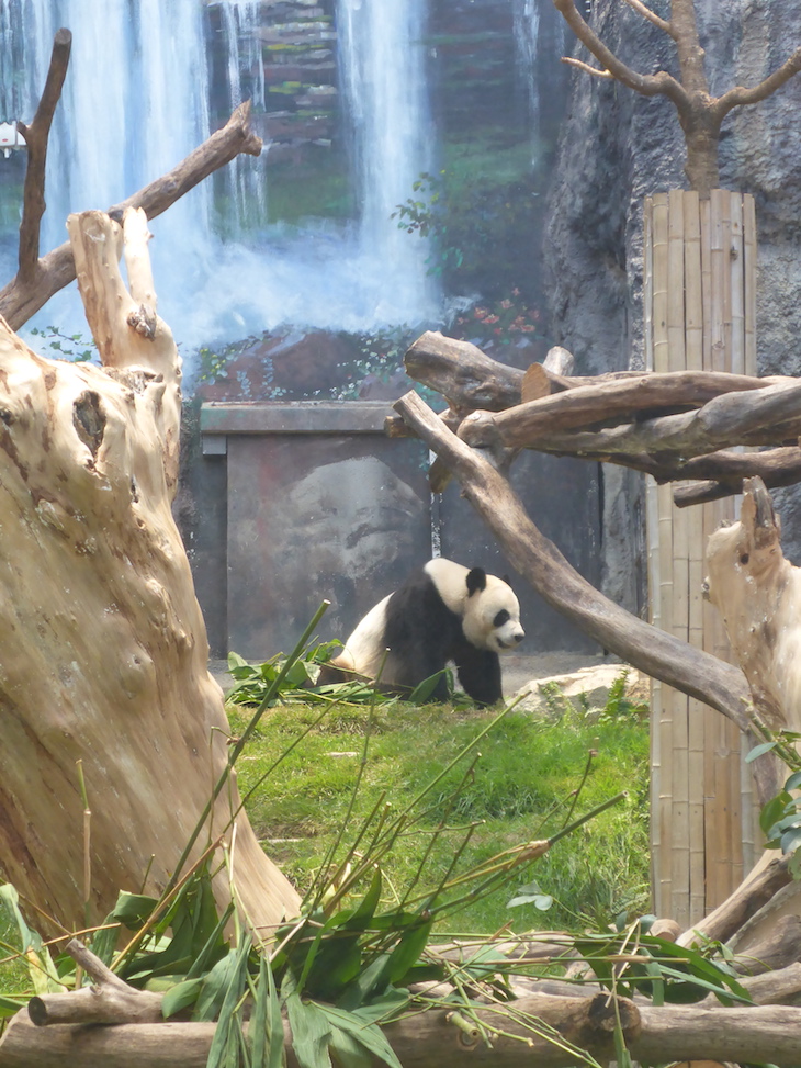 Pavilhão do Panda Gigante de Macau © Viaje Comigo