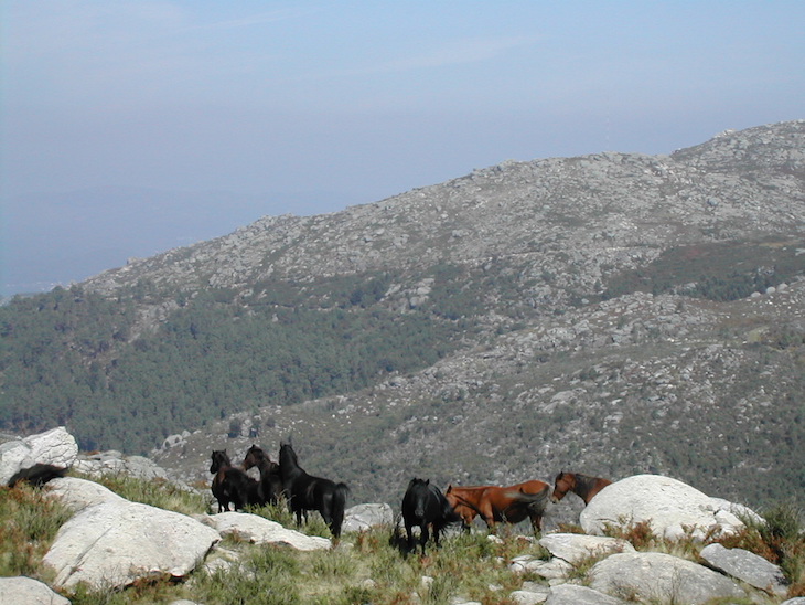 Garranos na Serra d'Arga © CM Caminha