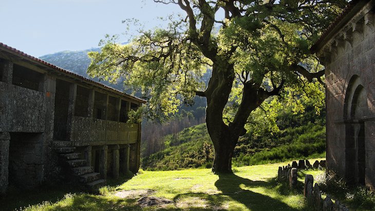 Garranos na Serra d'Arga © CM Caminha