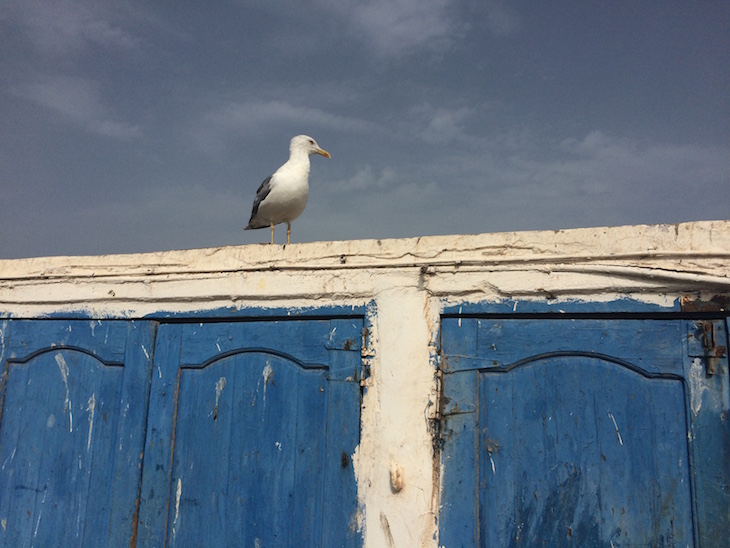 Porto de pesca de Essaouira © Viaje Comigo